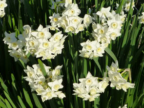 Narcissus sp